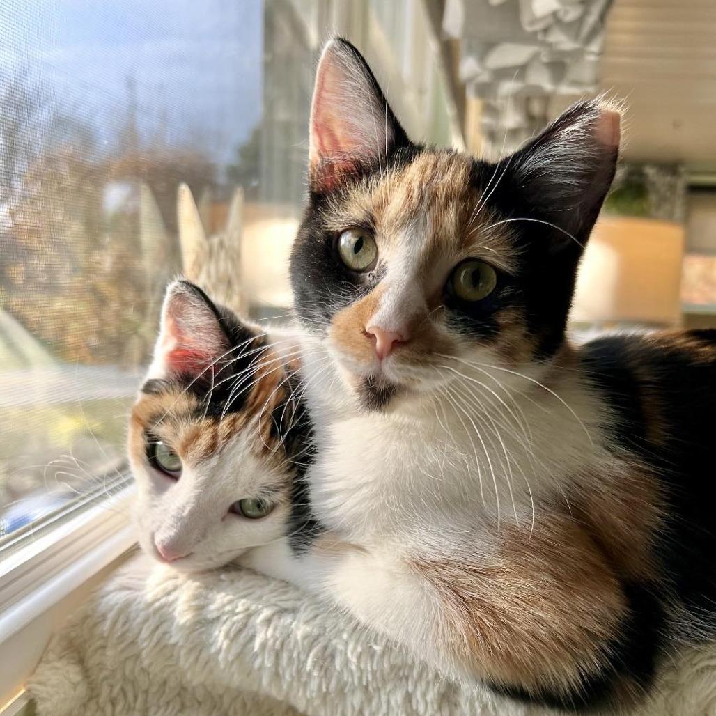 Enlarge Tiger Lilly, a Adoptable Domestic Short Hair in Leechburg, PA image 1/6