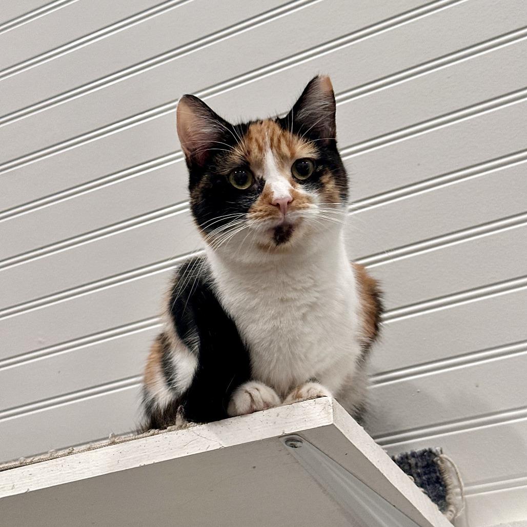 Enlarge Tiger Lilly, a Adoptable Domestic Short Hair in Leechburg, PA image 2/6