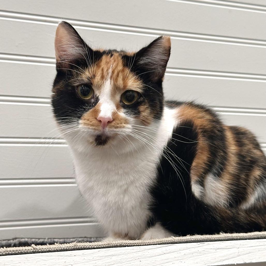 Enlarge Tiger Lilly, a Adoptable Domestic Short Hair in Leechburg, PA image 3/6