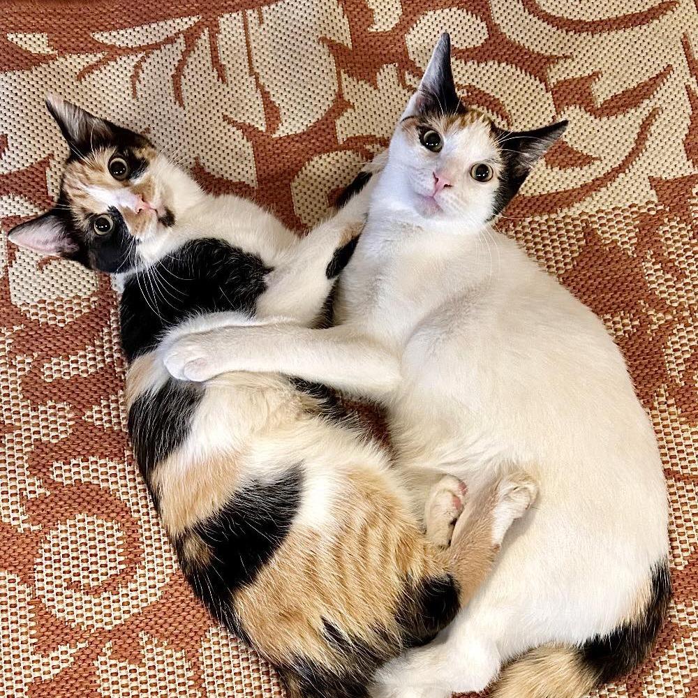 Enlarge Tiger Lilly, a Adoptable Domestic Short Hair in Leechburg, PA image 5/6