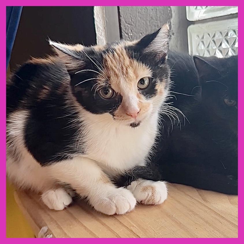 Enlarge Tiger Lilly, a Adoptable Domestic Short Hair in Leechburg, PA image 6/6