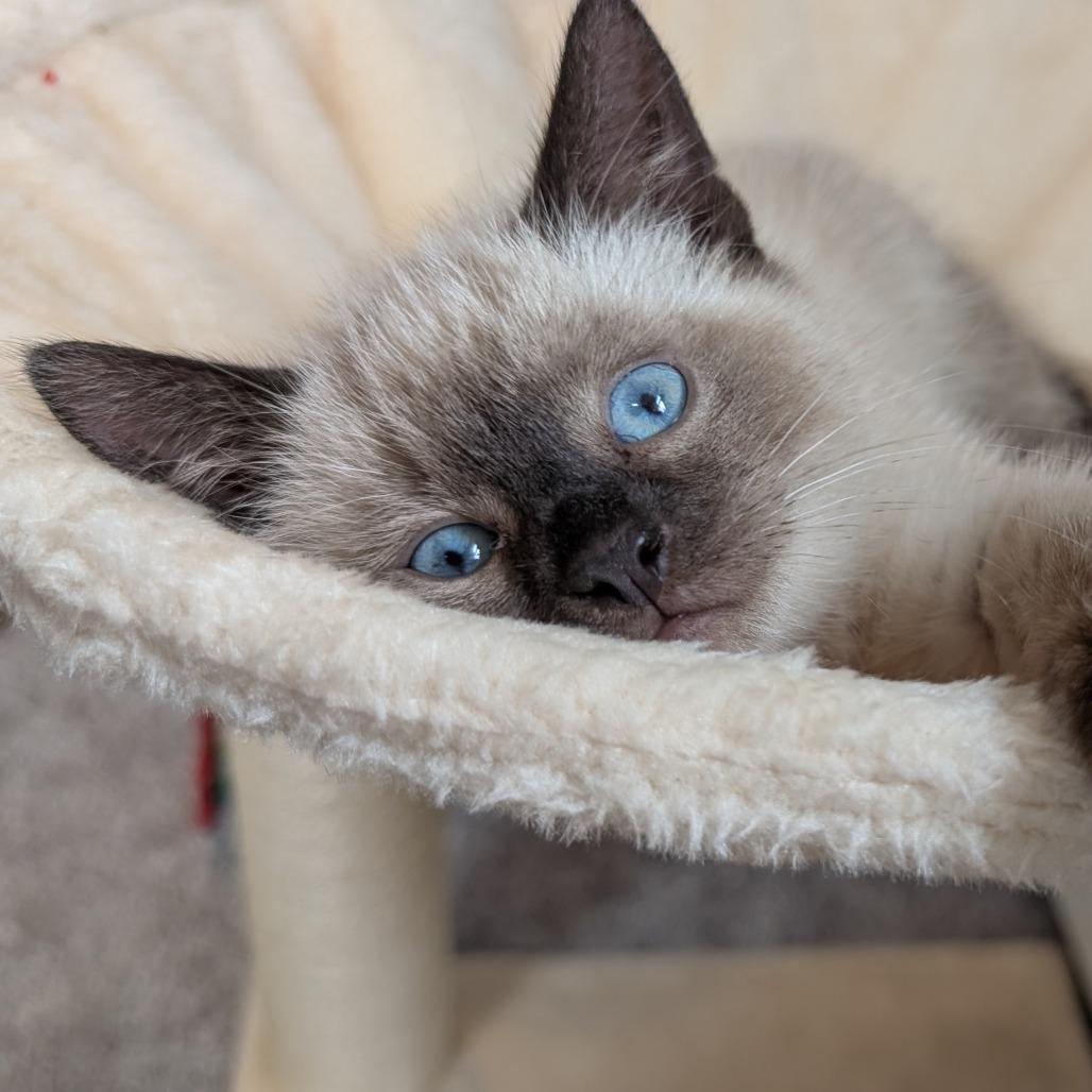 Pecan Tart, Adoptable, Kitten Male Domestic Short Hair.