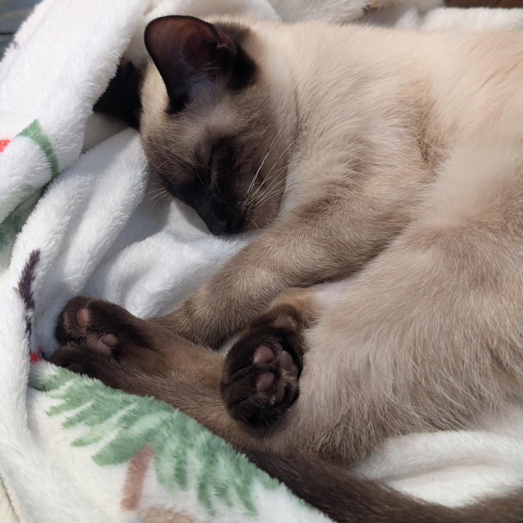 Enlarge Pecan Tart, a Adoptable Domestic Short Hair in Hopkinton, MA image 2/3