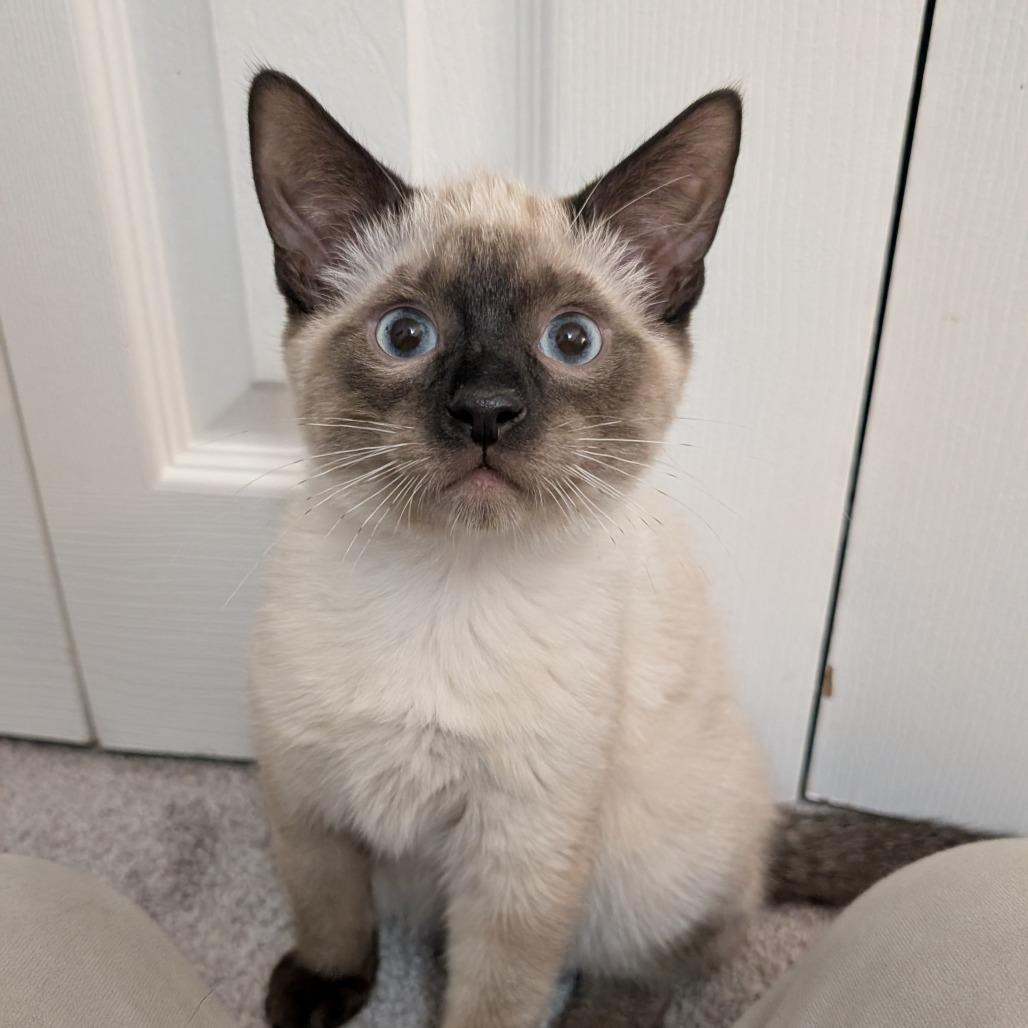 Enlarge Pecan Tart, a Adoptable Domestic Short Hair in Hopkinton, MA image 3/3