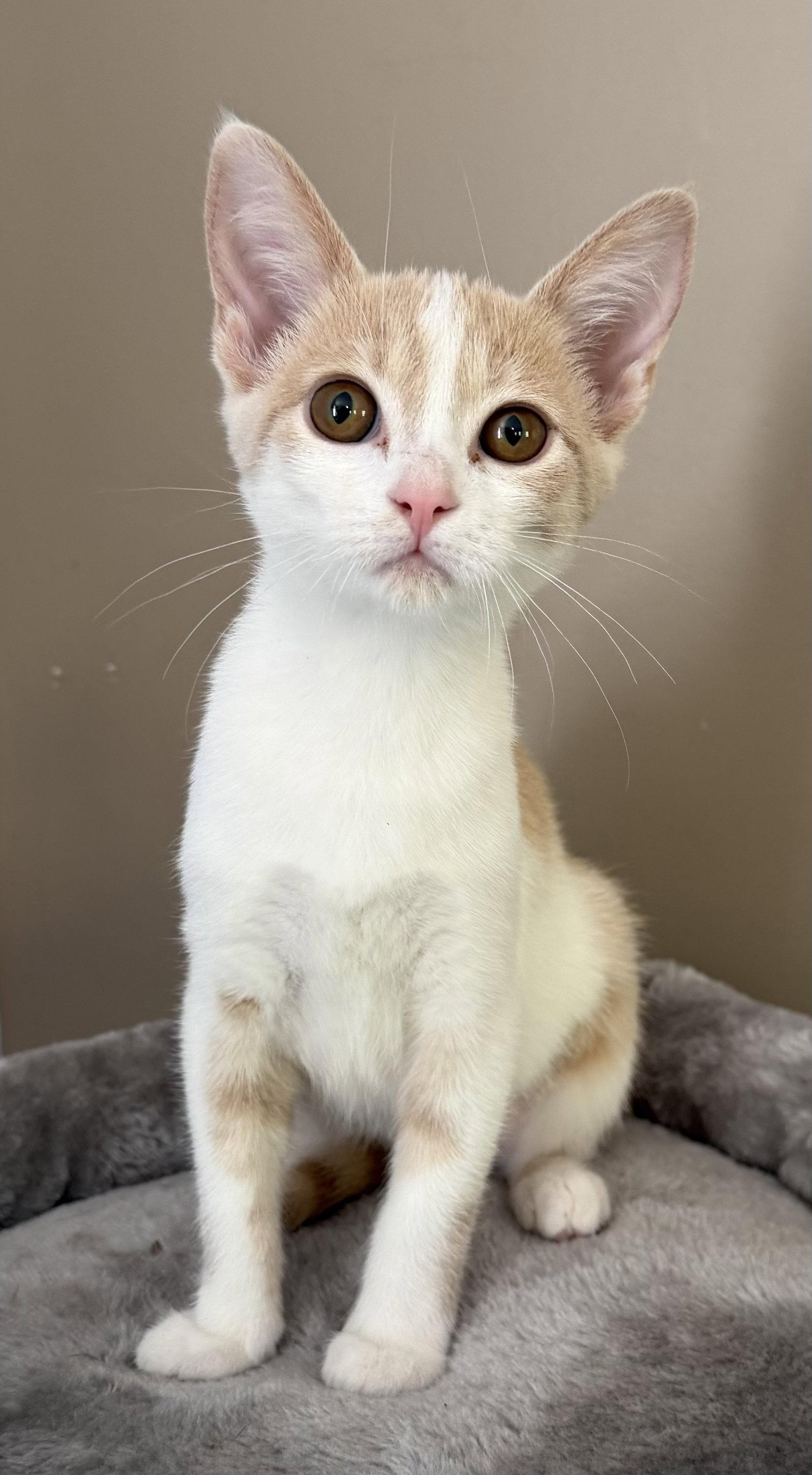 Enlarge Ivy (offsite at Fancy Paws), a Adopted Domestic Short Hair in Elkins, WV image 1/1