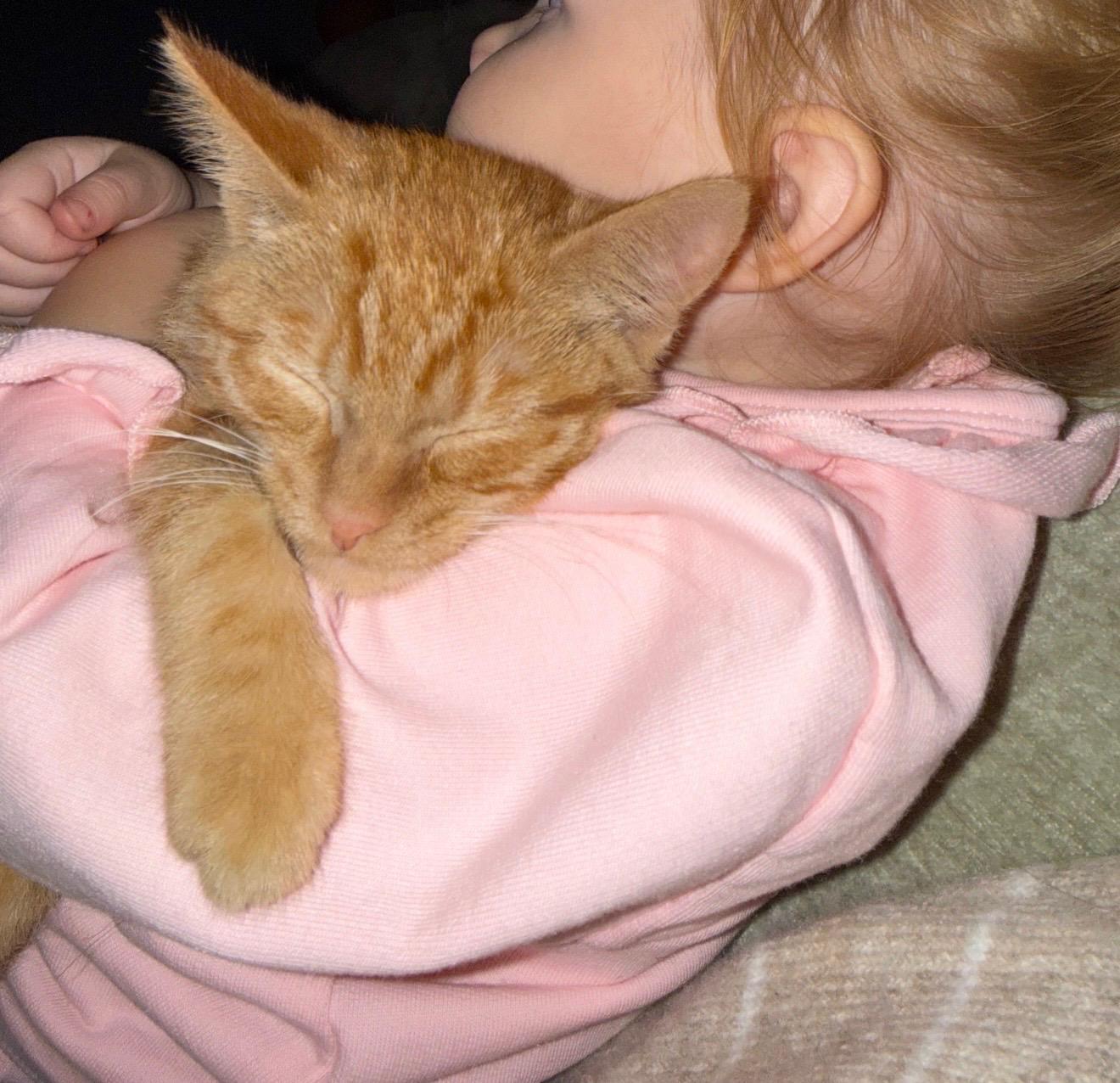 Poppy, ADOPTABLE, Young Female Domestic Short Hair.