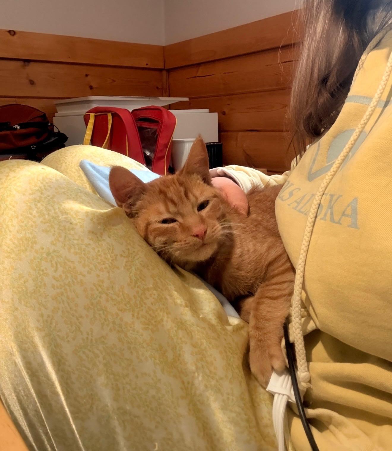 Enlarge Poppy, an adopted Domestic Short Hair in Ludington, MI image 2/2