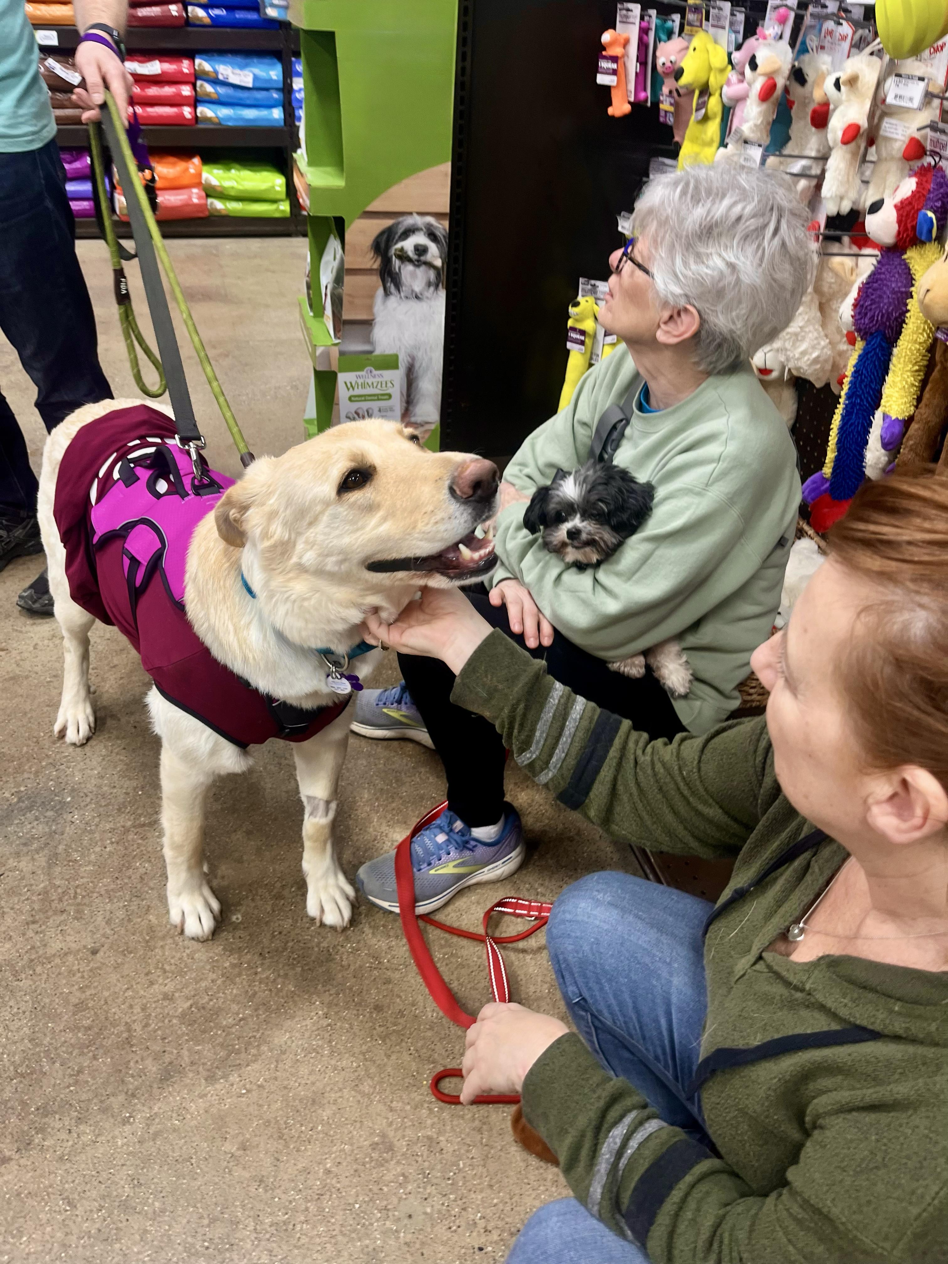 ROSIE- Needs a foster/forever home!