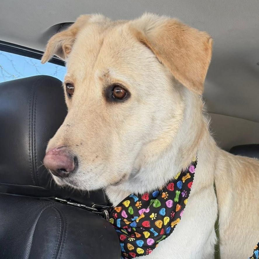 ROSIE- Needs a foster/forever home! — thumbnail 2