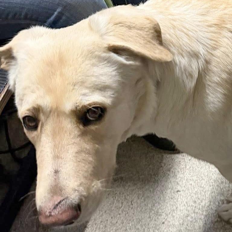 ROSIE- Needs a foster/forever home! — thumbnail 3