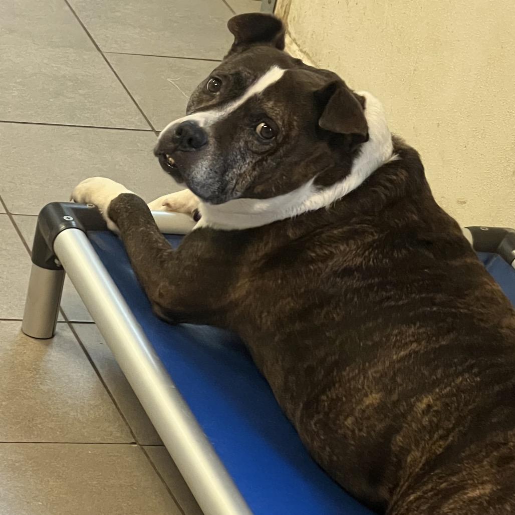 Enlarge Charlie 2114, a Adoptable Mixed Breed in Kansas City, MO image 1/6