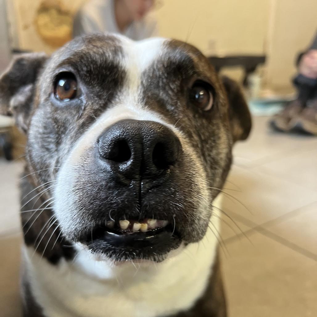 Charlie 2114, Adoptable, Senior Male Mixed Breed.