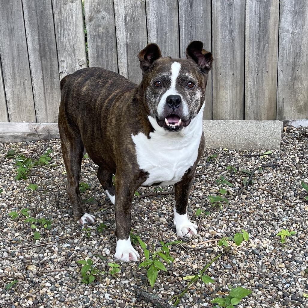Charlie 2114, Adoptable, Senior Male Mixed Breed.