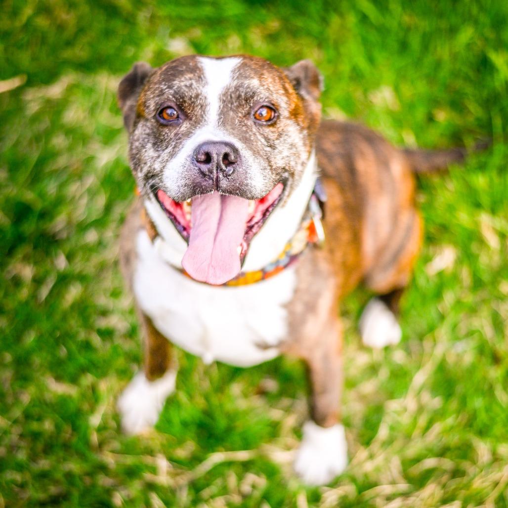 Enlarge Charlie 2114, a Adoptable Mixed Breed in Kansas City, MO image 2/6