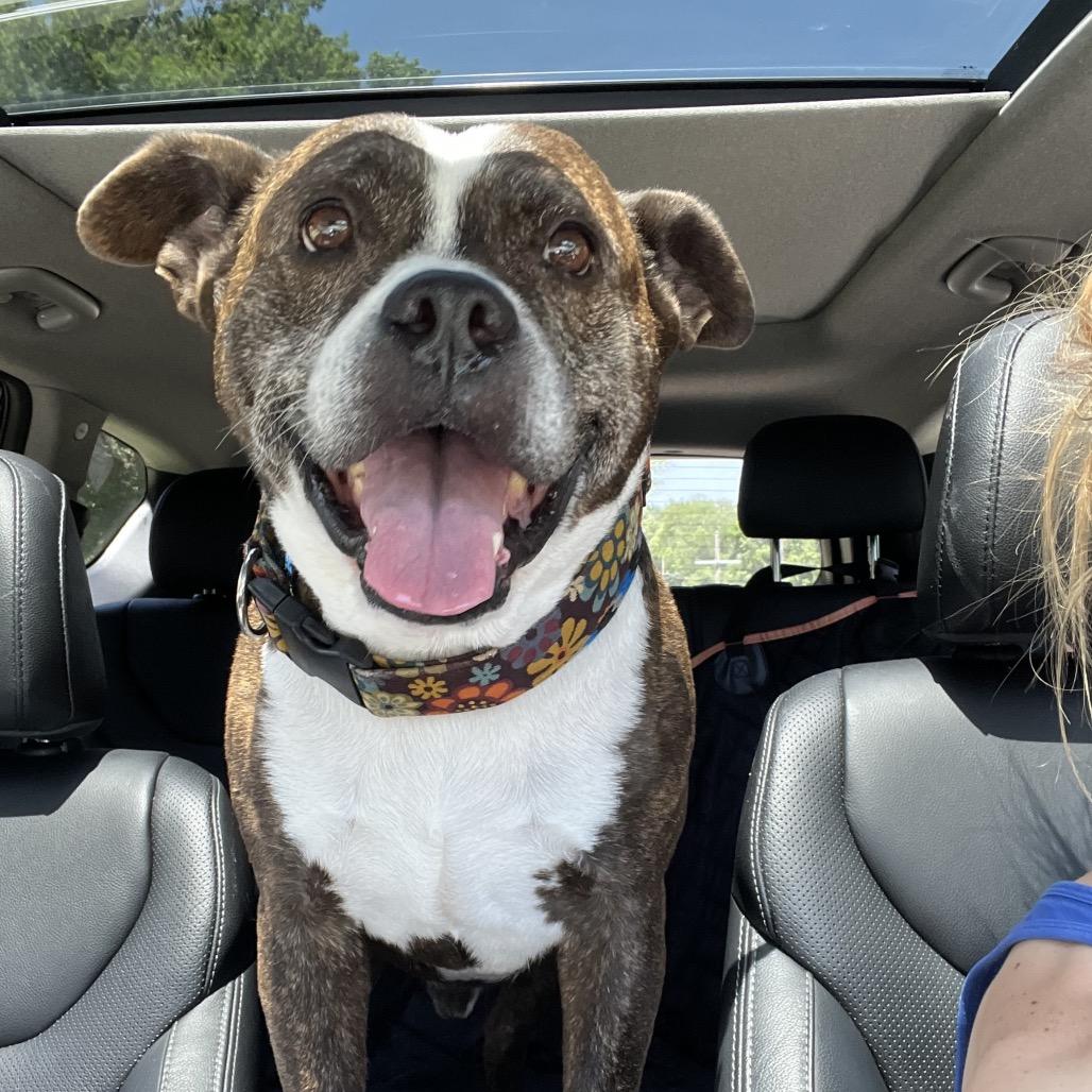 Enlarge Charlie 2114, a Adoptable Mixed Breed in Kansas City, MO image 5/6