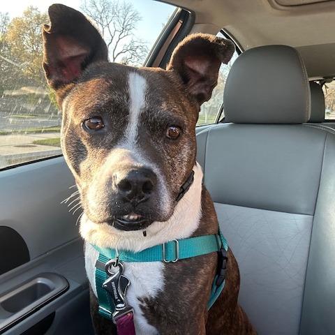 Enlarge Charlie 2114, a Adoptable Mixed Breed in Kansas City, MO image 6/6