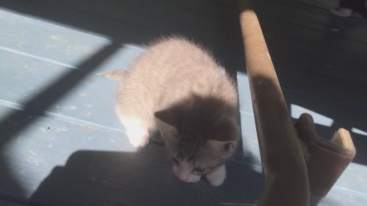 Enlarge Mitzi, a Adopted Domestic Medium Hair in Knoxville, GA video 4/7