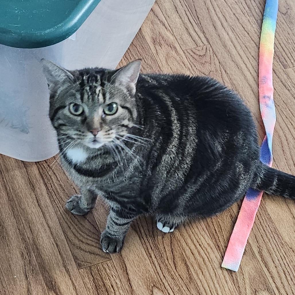 Milky Way Midnight, a Adoptable Domestic Short Hair in Columbia, MO image 5/6