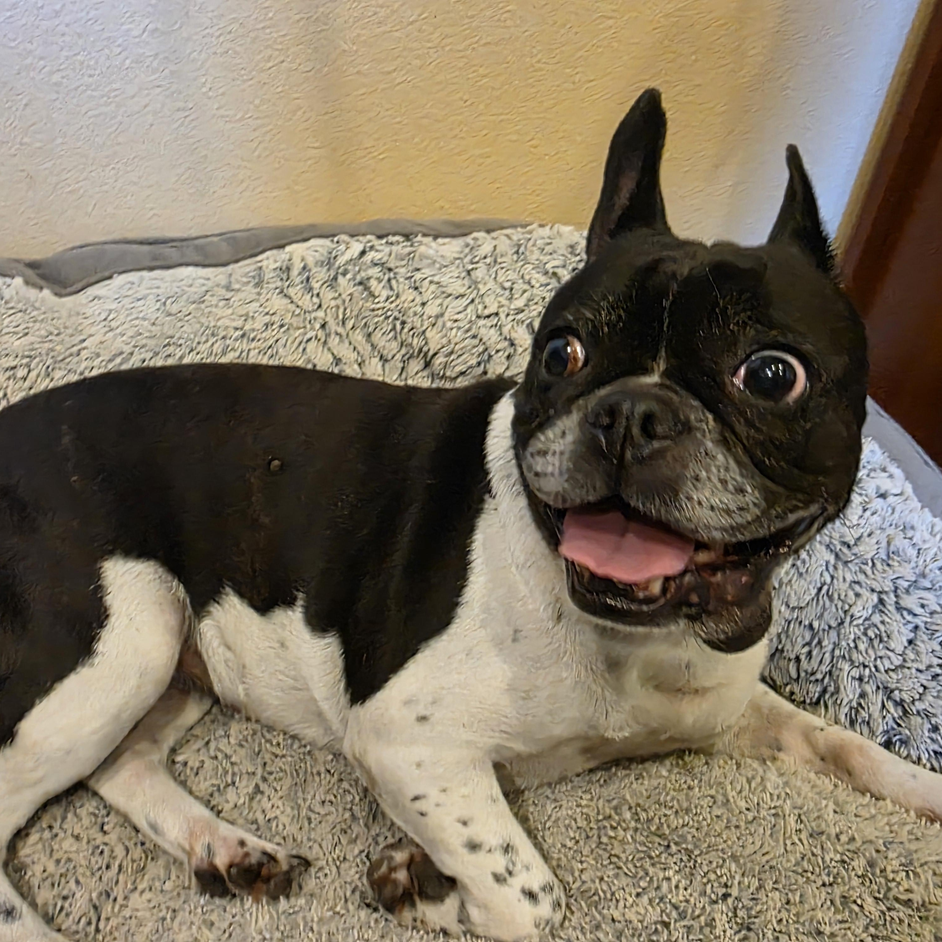 Pumba, Adopted, Senior Female French Bulldog.