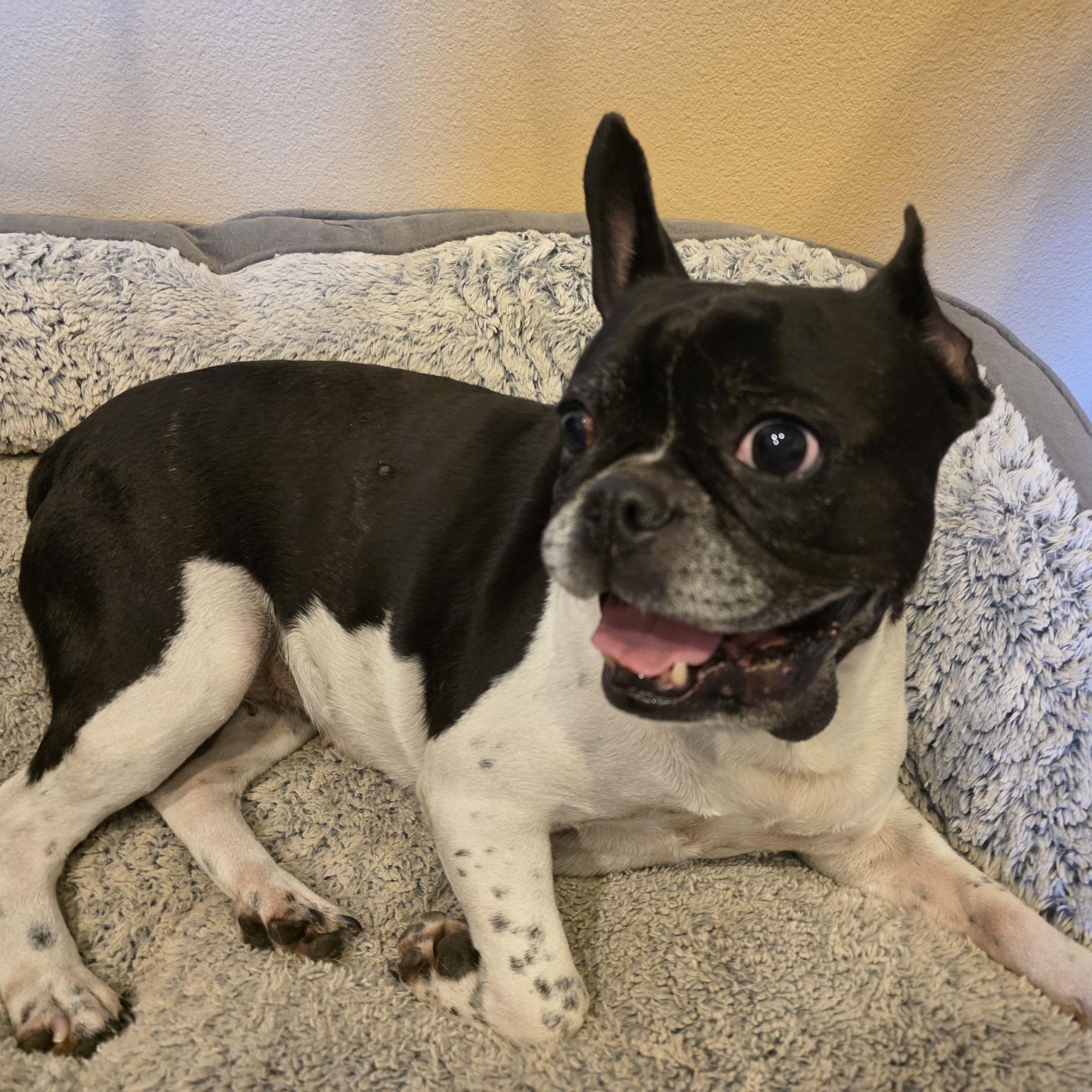 Enlarge Pumba, a Adopted French Bulldog in Anchorage, AK image 3/3