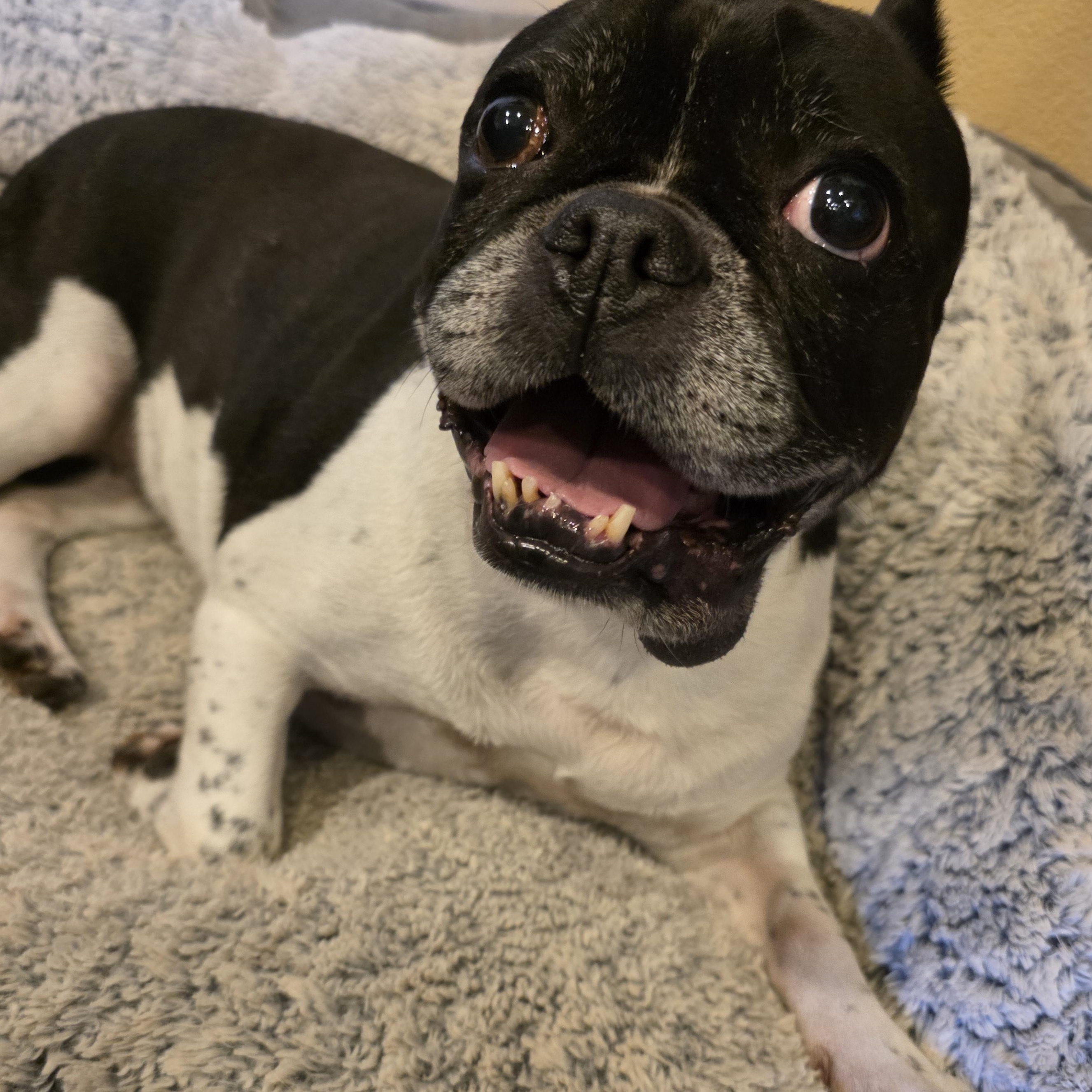 Enlarge Pumba, a Adopted French Bulldog in Anchorage, AK image 2/3