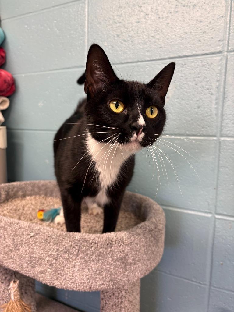 Cow, a Adoptable mixed breed in Rock Springs, WY image 2/2