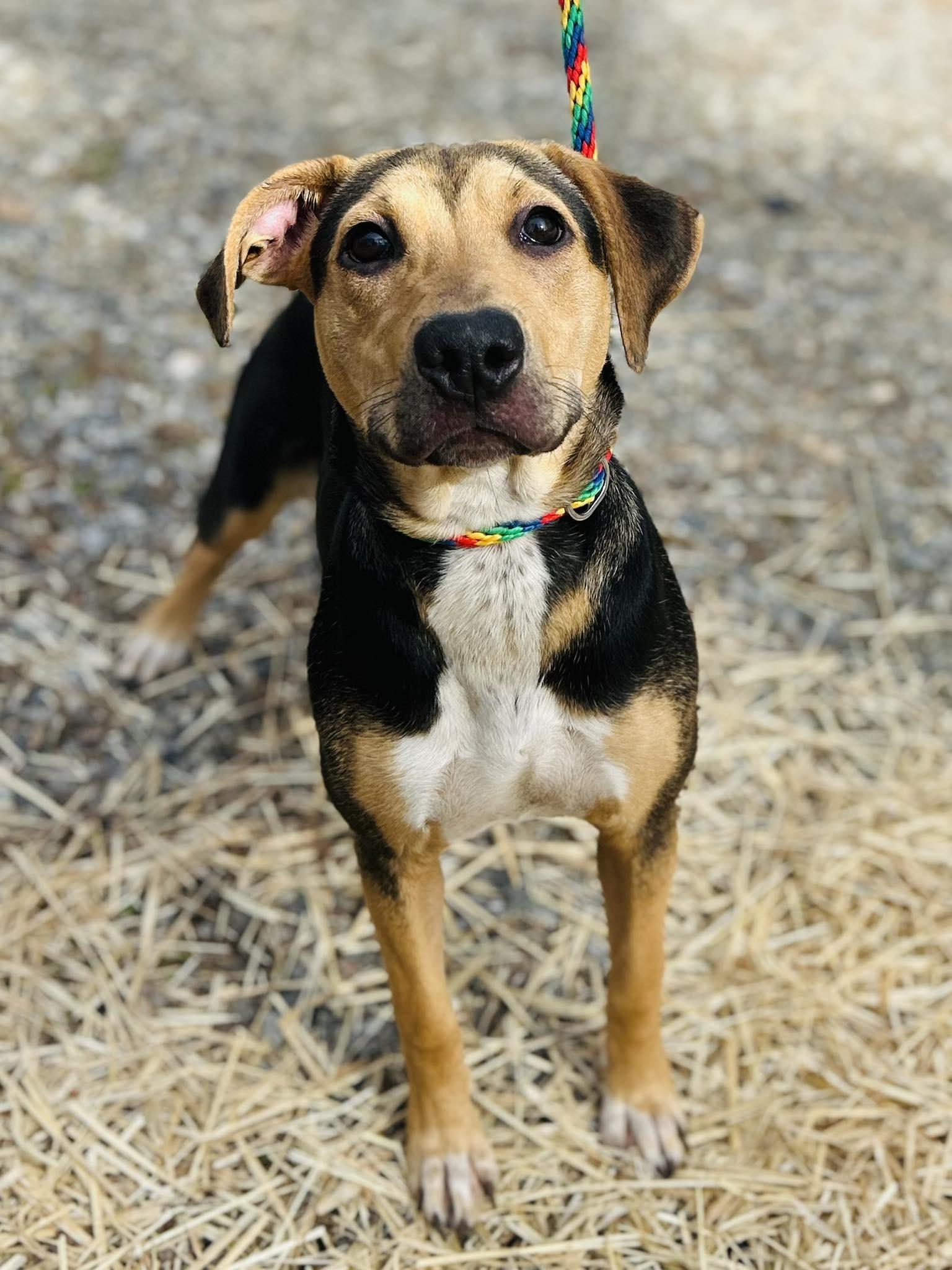 Enlarge Hattie, a Adopted Terrier in Clarkesville, GA image 1/1