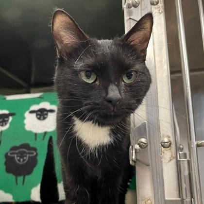 Cynthia, Adoptable, Adult Female Domestic Short Hair & Domestic Short Hair.