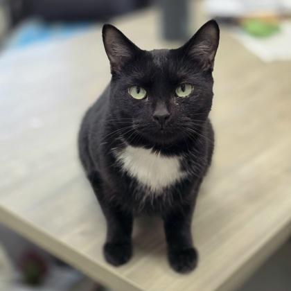 Enlarge Cynthia, a Adoptable mixed breed in Wheaton, IL image 2/3