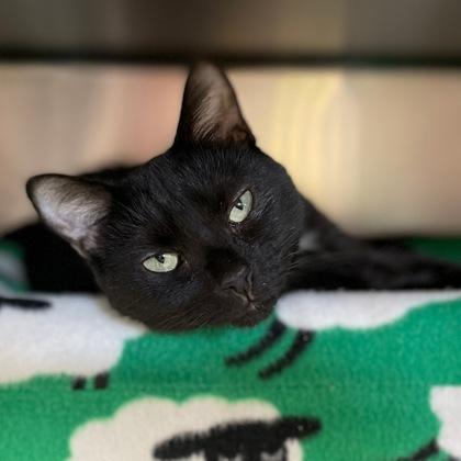Enlarge Cynthia, a Adoptable mixed breed in Wheaton, IL image 3/3