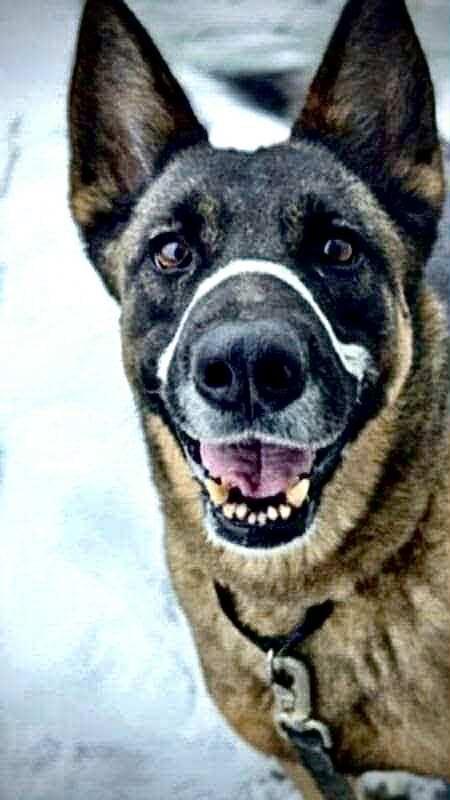 Enlarge FOXY, a Adoptable German Shepherd Dog in Washington, CT image 1/5