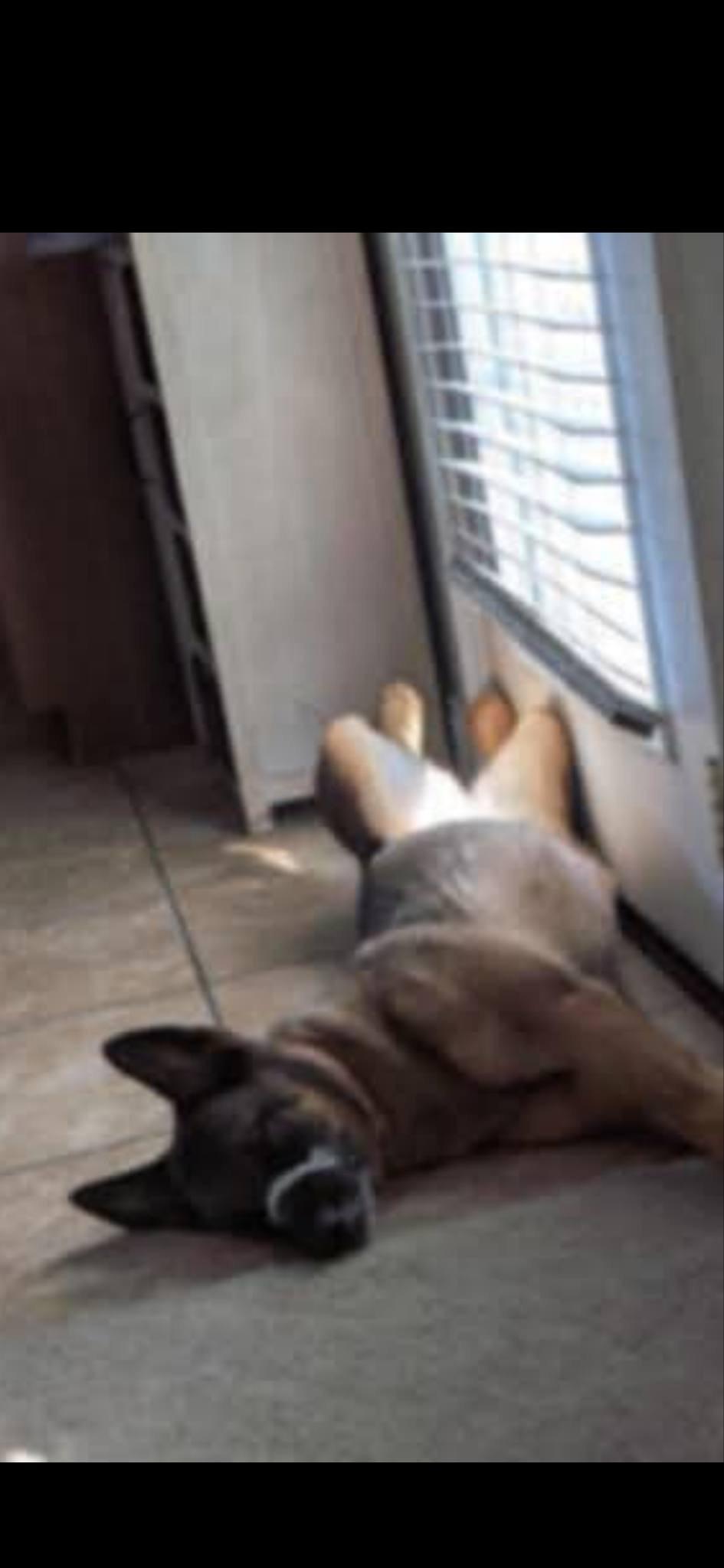 Enlarge FOXY, a Adoptable German Shepherd Dog in Washington, CT image 3/5