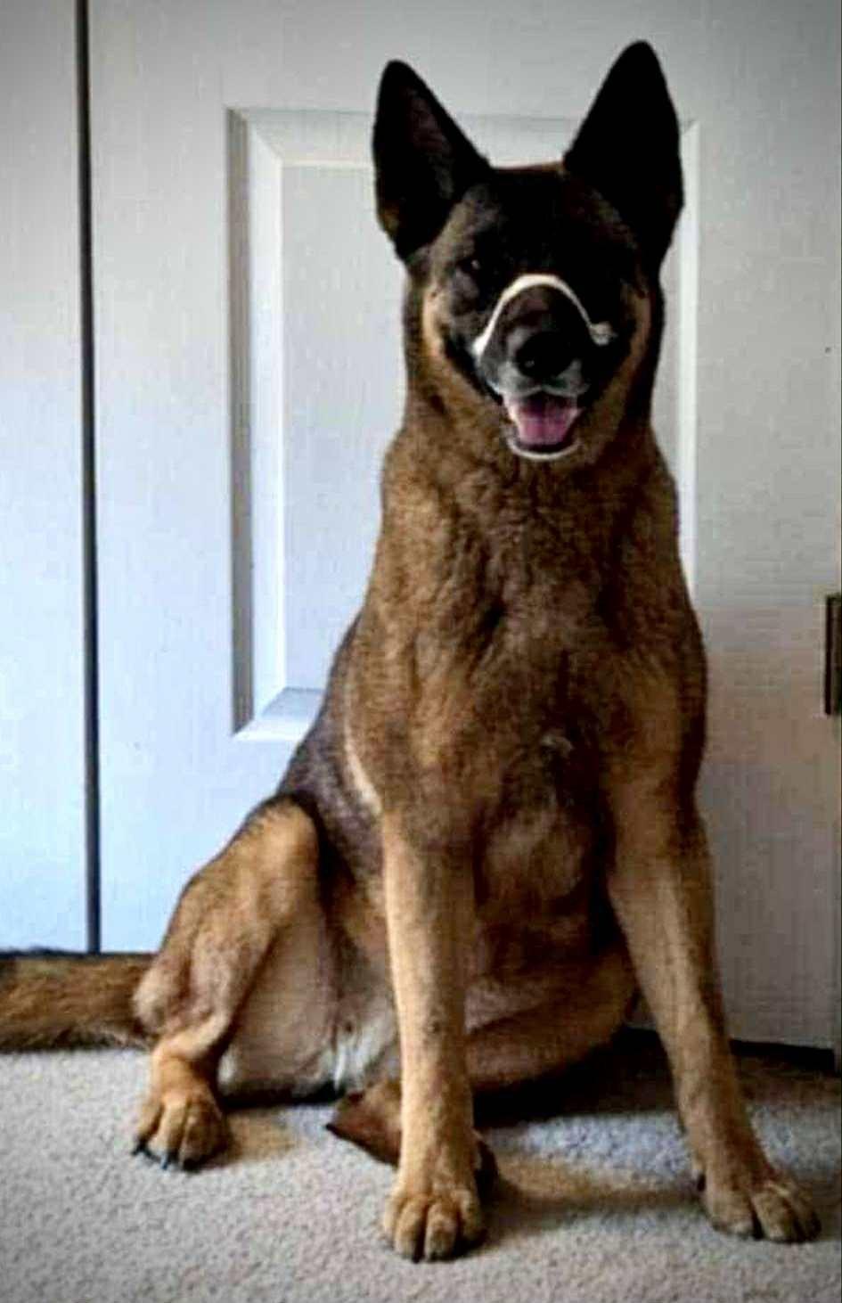 Enlarge FOXY, a Adoptable German Shepherd Dog in Washington, CT image 4/5