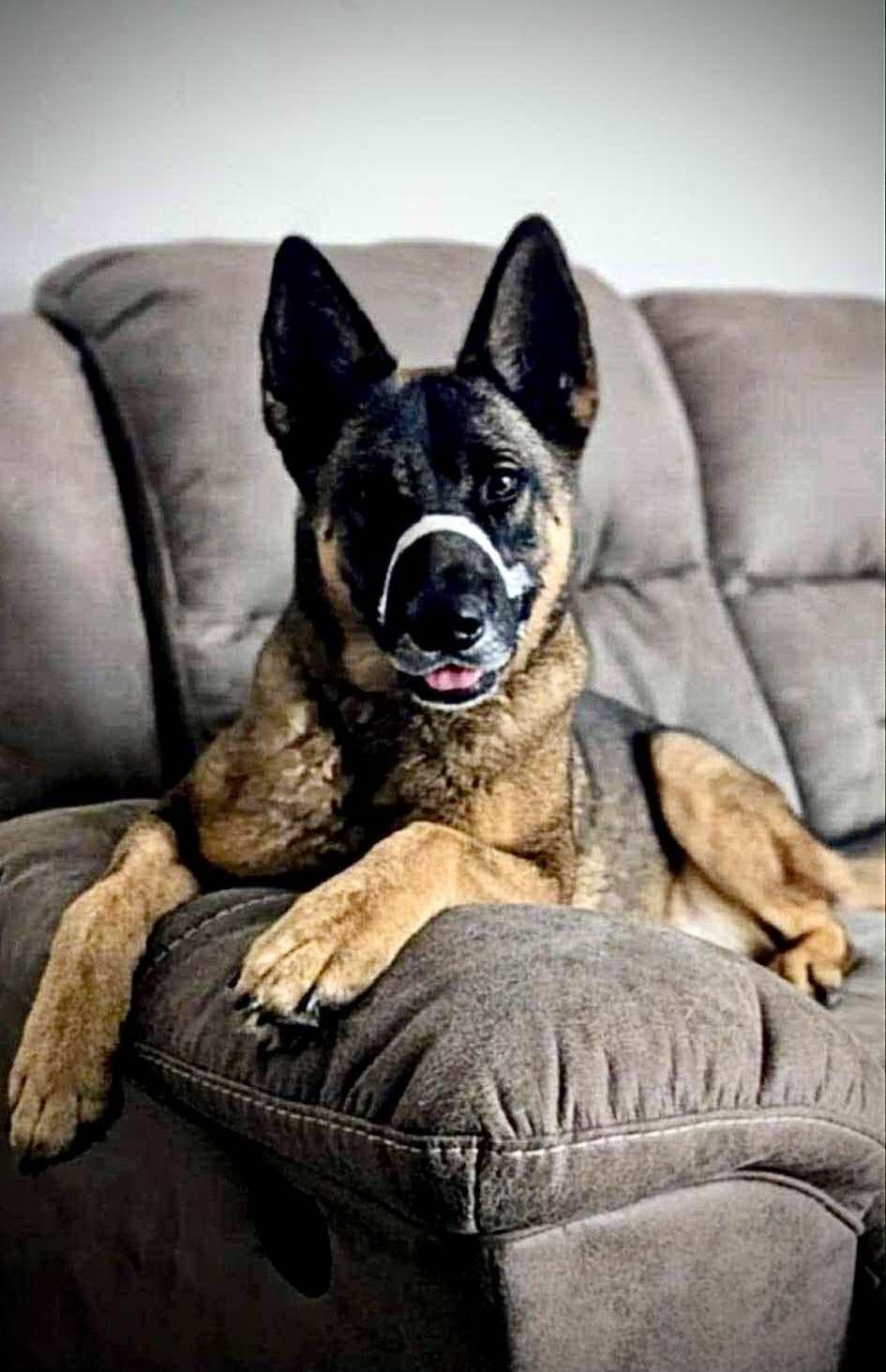 Enlarge FOXY, a Adoptable German Shepherd Dog in Washington, CT image 5/5