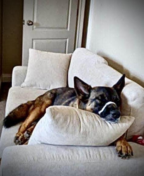 Enlarge FOXY, a Adoptable German Shepherd Dog in Washington, CT image 2/5