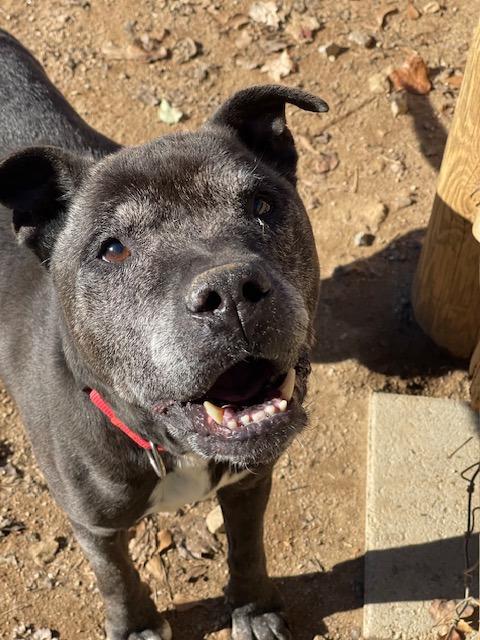 Bill A049293, a Adoptable mixed breed in Sharpsburg, GA image 1/6