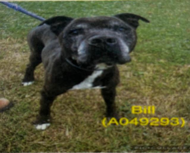 Bill  A049293, Adoptable, Senior Male Pit Bull Terrier & Mixed Breed.
