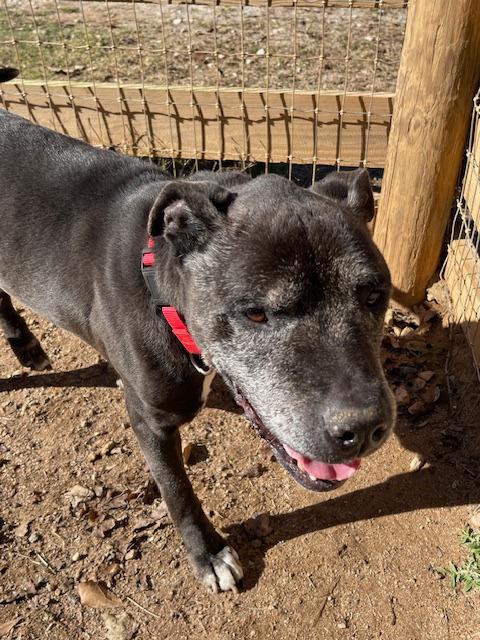 Enlarge Bill  A049293f, a Adoptable mixed breed in Sharpsburg, GA image 2/6