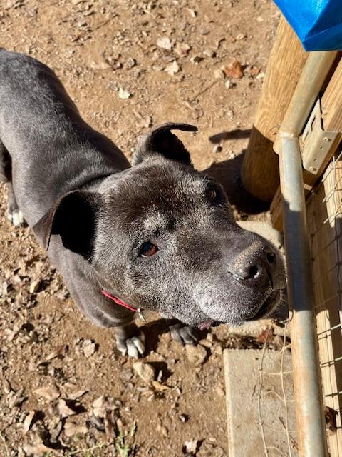 Bill A049293, a Adoptable mixed breed in Sharpsburg, GA image 4/6