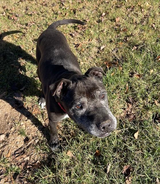 Bill  A049293f, Adoptable, Senior Male Pit Bull Terrier & Mixed Breed.