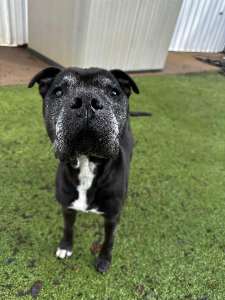 Enlarge Bill  A049293f, a Adoptable mixed breed in Sharpsburg, GA image 4/6