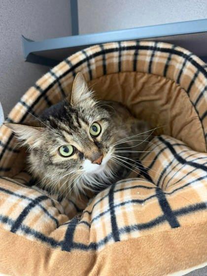 Butterscotch, Adoptable, Senior Female Domestic Long Hair & Domestic Short Hair.