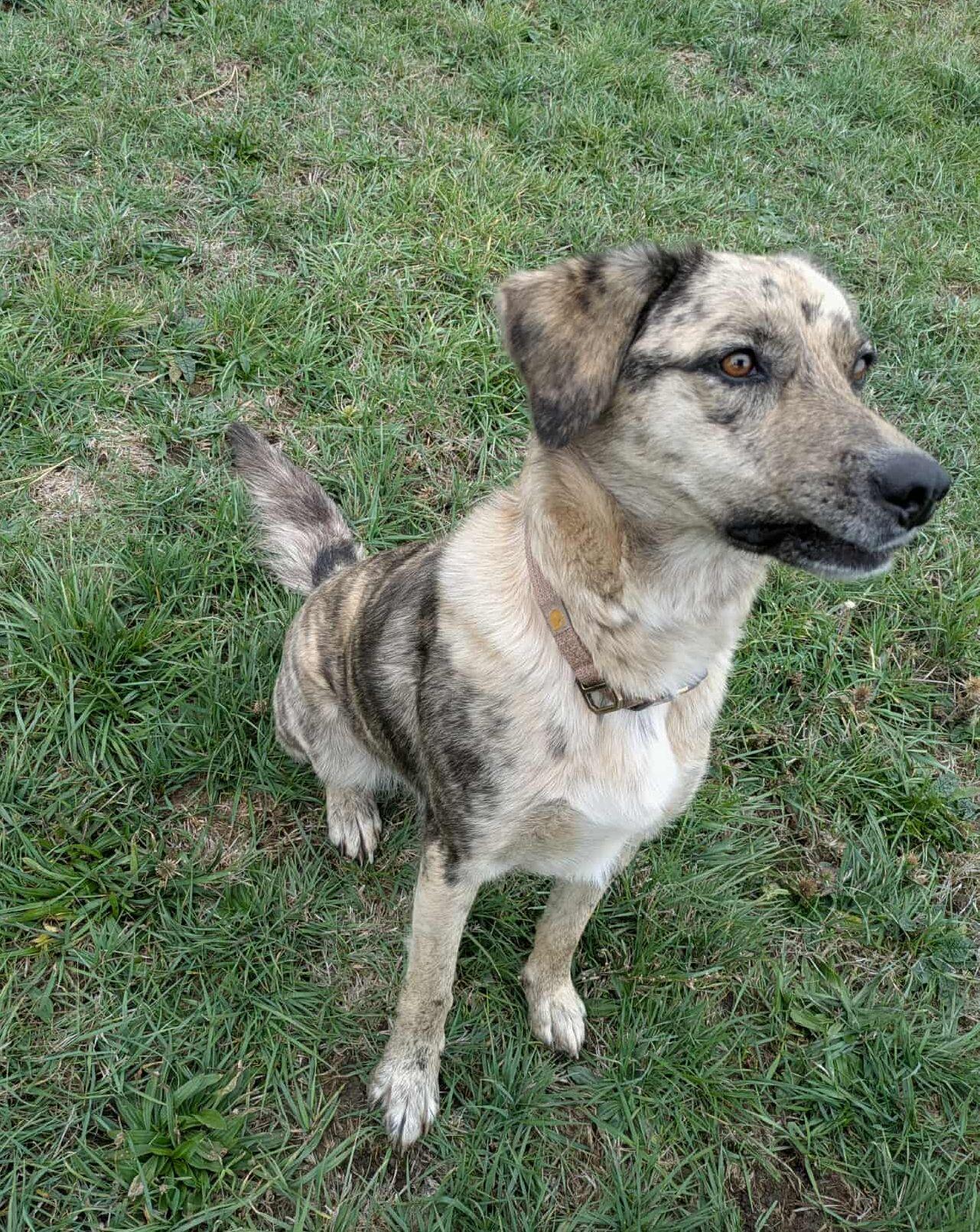 Dixie, Adoptable, Adult Female Catahoula Leopard Dog.