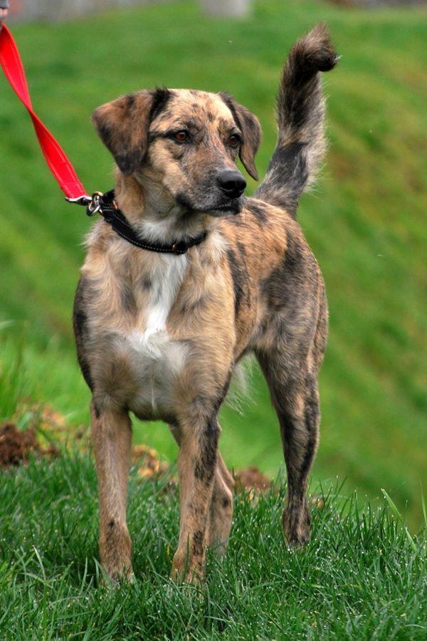 Enlarge Dixie, a Adoptable mixed breed in LEWISTON, ID image 2/6