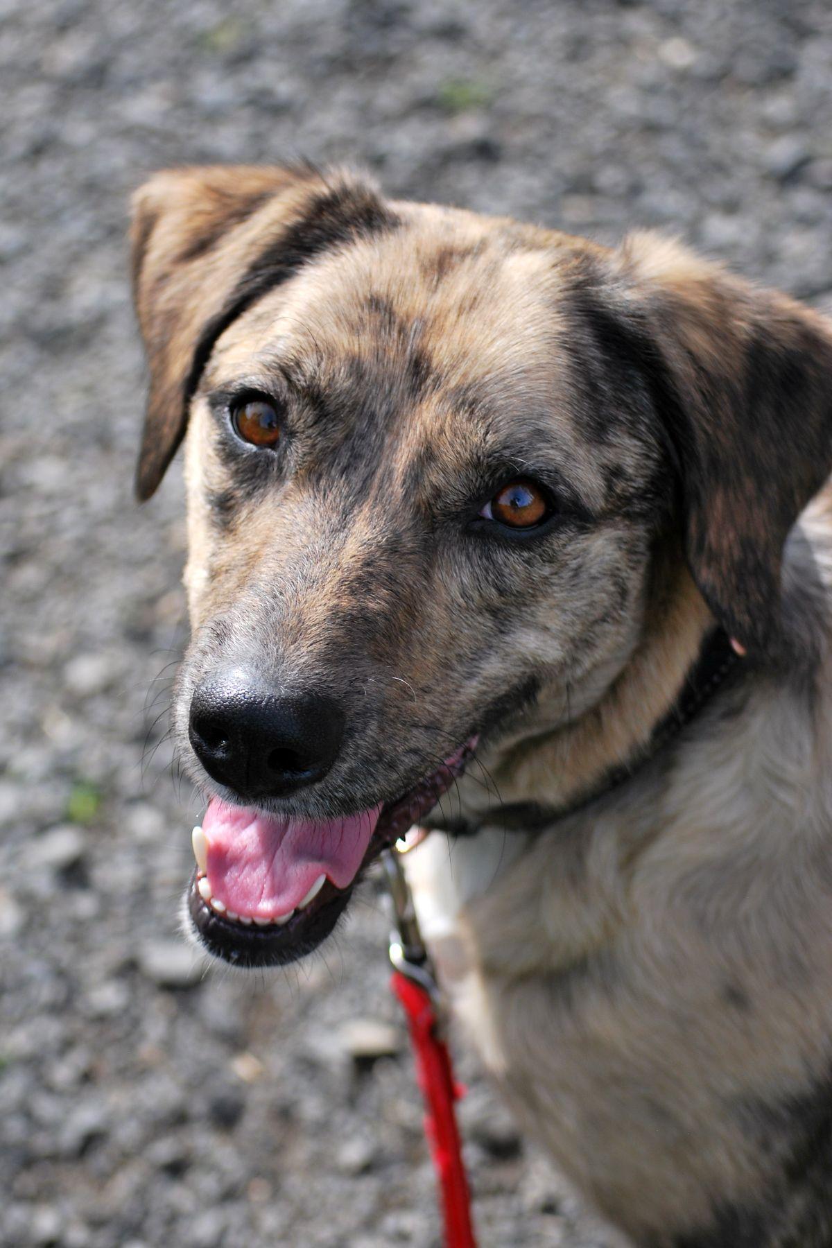 Enlarge Dixie, a Adoptable mixed breed in LEWISTON, ID image 3/6