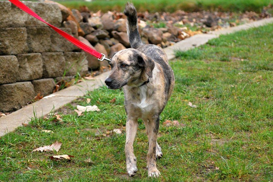 Enlarge Dixie, a Adoptable mixed breed in LEWISTON, ID image 4/6