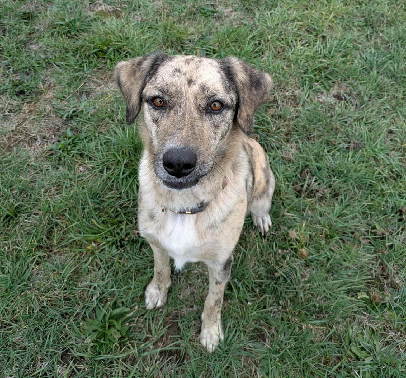 Dixie, a Adoptable mixed breed in LEWISTON, ID image 2/4