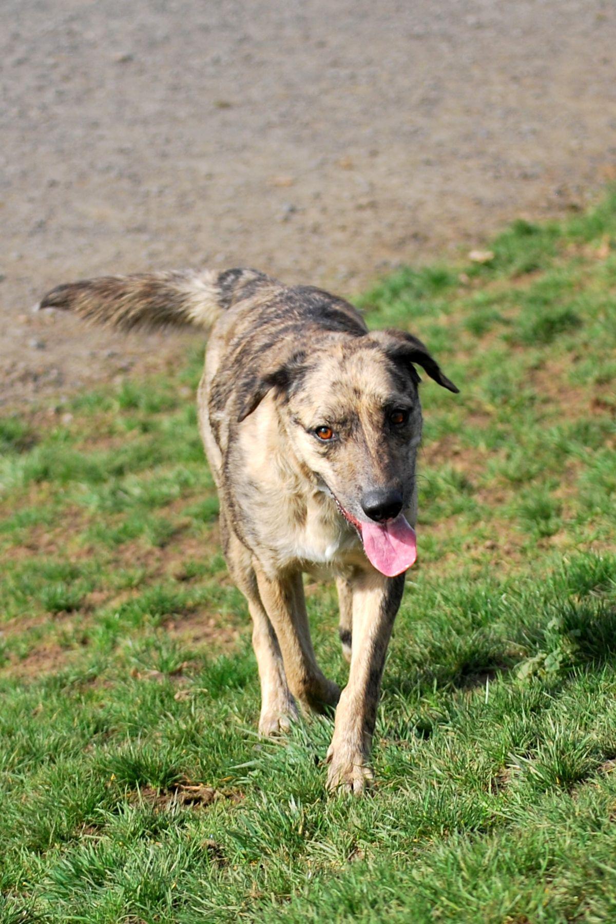 Enlarge Dixie - PAWS Program, a Adoptable mixed breed in LEWISTON, ID image 5/6