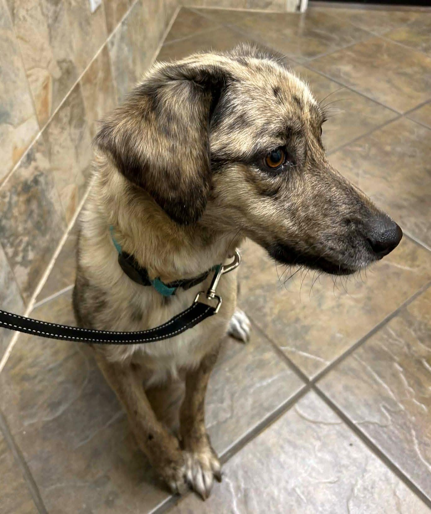 Dixie, a Adoptable mixed breed in LEWISTON, ID image 3/4