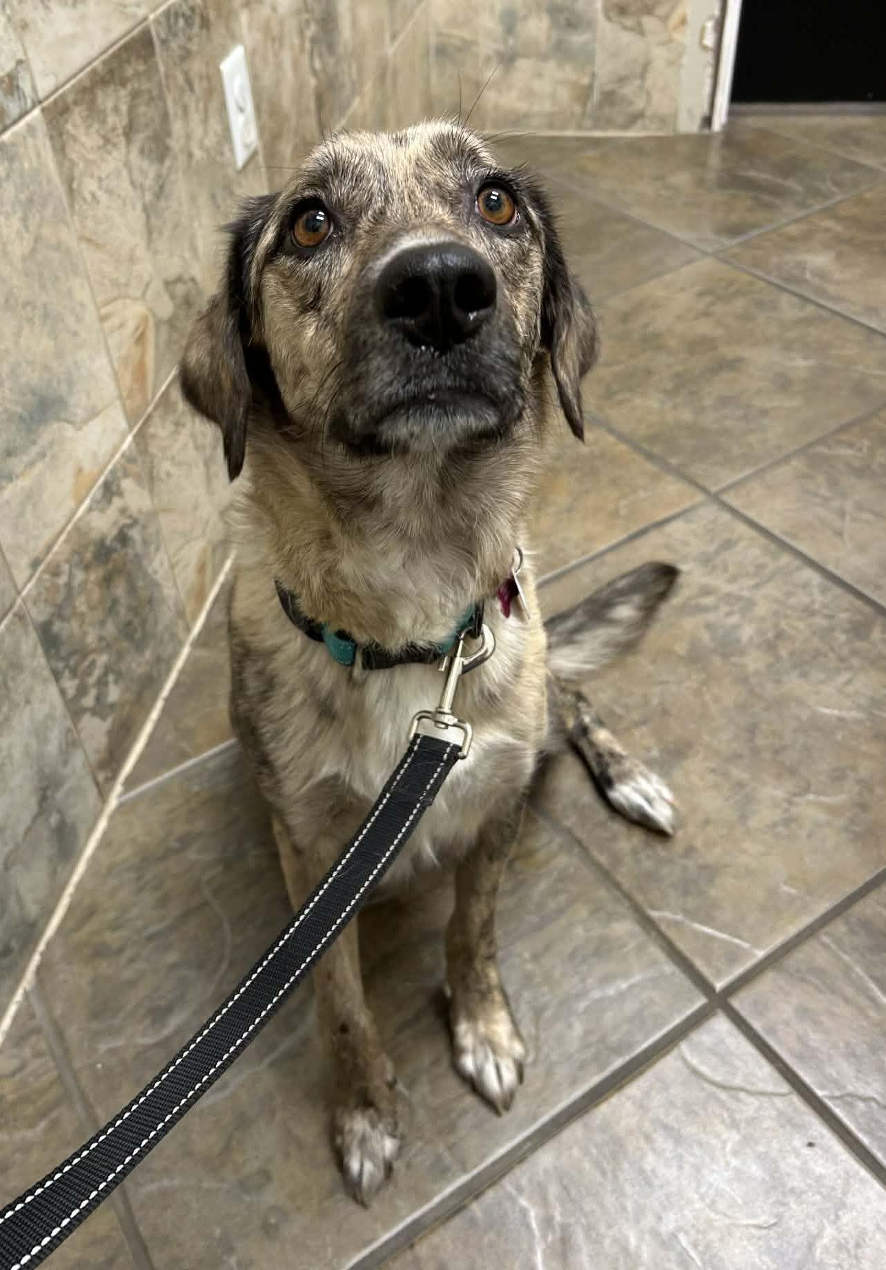 Dixie, a Adoptable mixed breed in LEWISTON, ID image 4/4